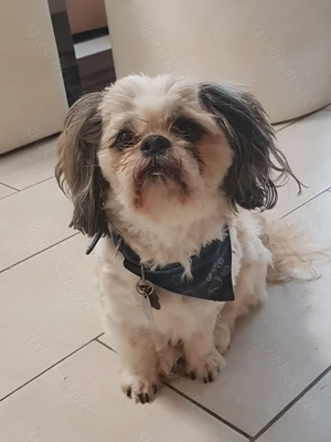 Ich bin der Sammy und hätte gern ein Date mit euch. Ich bin ein Deckrüde und stehe nicht zum Verkauf Bild 6