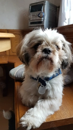 Ich bin der Sammy und hätte gern ein Date mit euch. Ich bin ein Deckrüde und stehe nicht zum Verkauf Bild 10