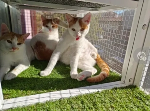 Sunny & Blaze Verspieltes Dreamteam sucht seine gechillte Familie