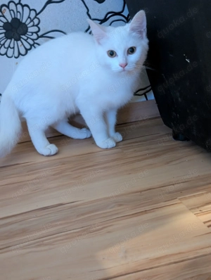 Zuckersüßes weißes Katzenmädchen sucht ein liebevolles Zuhause 