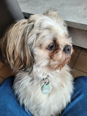 Ich bin der Sammy und hätte gern ein Date mit euch. Ich bin ein Deckrüde und stehe nicht zum Verkauf Bild 8