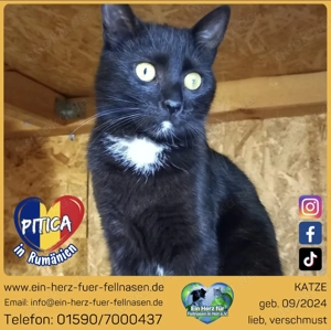 Pitica - kleine Schönheit sucht ihre Herzensmenschen!