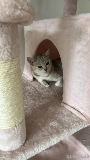 Britisch Kurzhaar Europäisch Kurzhaar Bild 3