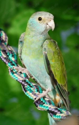 gebe 0,1 Hoodedsittich ab.