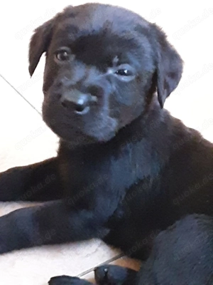  Labrador Welpen aus Familienzucht  Reinrassige Labradorwelpen