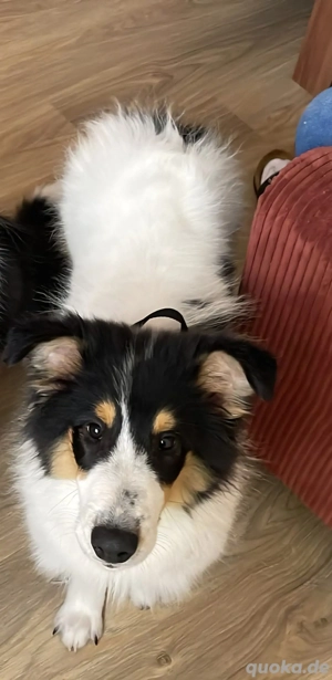 4 monate alte amerik. Colliewelpen m. Ahnentafel dürfen umziehen 