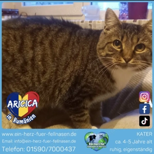 Aricica - ein charmanter Einzelgänger sucht ein Zuhause!