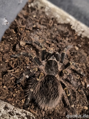 grammostola pulchripes 