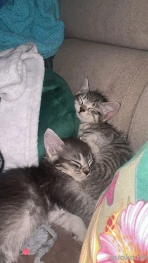 Maine Coon und Britisch Kurzhaar Mix 