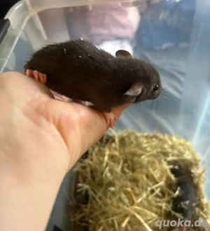 Ratten Böckchen Kinder