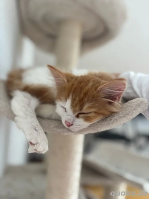 Gini sucht sein neues Zuhause 