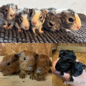 Meerschweinchen abzugeben 