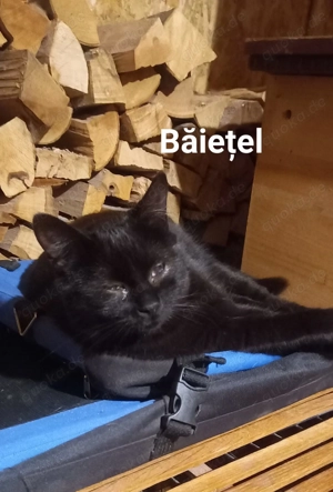 Baietel - ein kleiner Kämpfer mit großem Herz sucht Liebe und Geborgenheit Bild 2