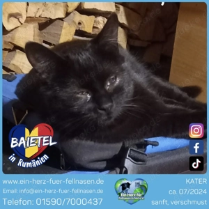 Baietel - ein kleiner Kämpfer mit großem Herz sucht Liebe und Geborgenheit