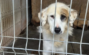 Wer schenkt Gina ein schönes Zuhause? Bild 2