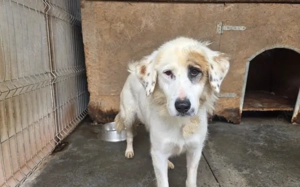 Wer schenkt Gina ein schönes Zuhause?