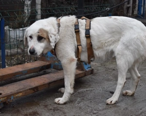 Wer schenkt Gina ein schönes Zuhause? Bild 8