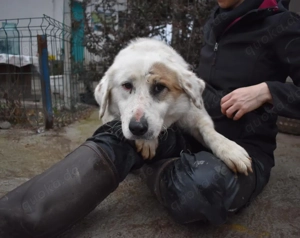 Wer schenkt Gina ein schönes Zuhause? Bild 9