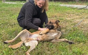 Einzelprinz Sjel sucht aktives Zuhause Bild 4