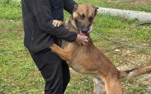 Einzelprinz Sjel sucht aktives Zuhause Bild 5