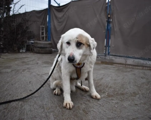 Wer schenkt Gina ein schönes Zuhause? Bild 10