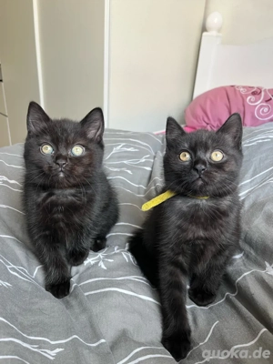  Zauberhafte BKH-Kitten suchen ein liebevolles Für-Immer-Zuhause