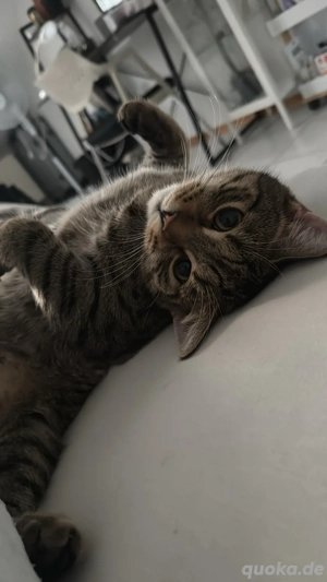 kater sucht neues zuhause 