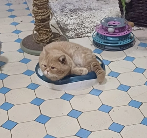 BKH- kater in creme-classic-tabby m. Ahnentafel