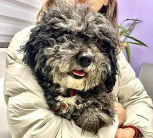 Aufgeweckter Gino sucht seine Menschen