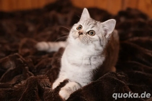 Reinrassige BKH Britisch Kurzhaar Kitten