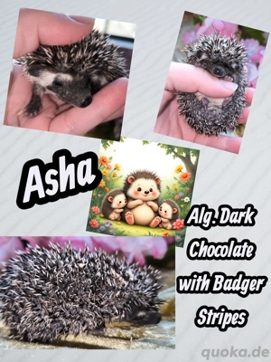 afrikanische Weißbauchigel 