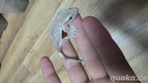 kronengecko axanthic 0.0.1 Crested gecko 