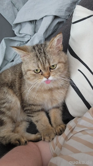 Herzensbrecher sucht liebevolles Zuhause