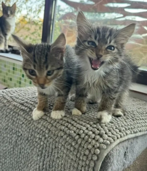 PeeWee & LittleBoo Flauschies suchen Familie zum spielen und kuscheln