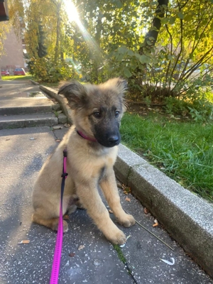 Rocky 6 Monate sucht ein zu Hause 