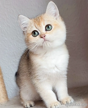 BKH golden Kater Harvey