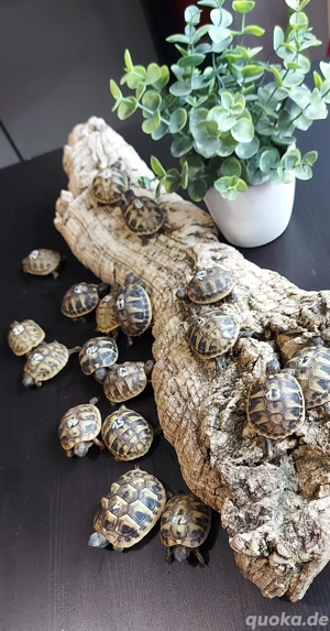 Griechische Landschildkröte NZ 2025 THB Testudo hermanni boettgeri