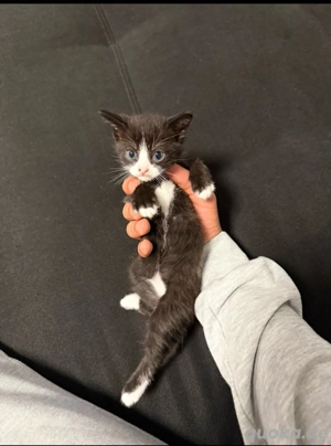 baby katze  