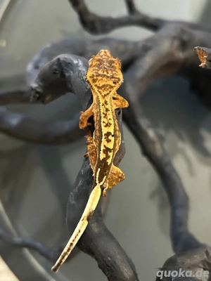 Verschiedene Arten neukaledonischer Geckos Bild 2