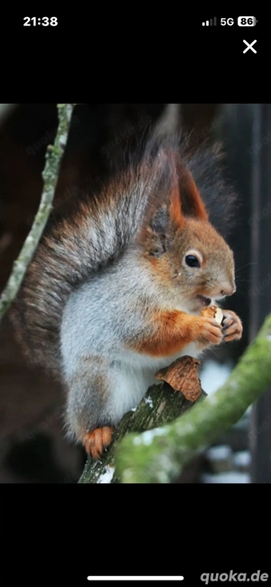 Suche junge Sibirischer Eichörnchen