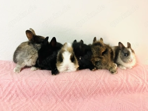 Mini Zwergkaninchen Babys 8 Wochen