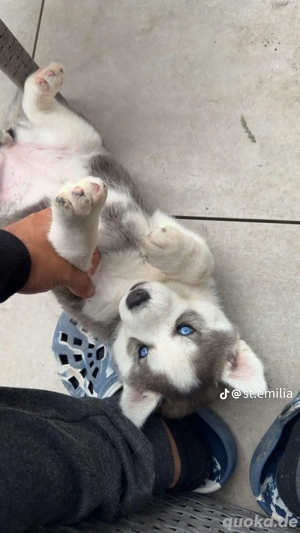 husky welpe reinrassig