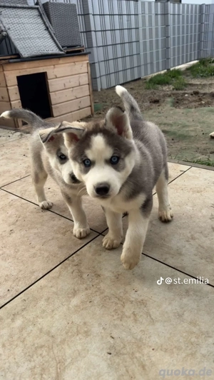 husky welpe reinrassig Bild 3