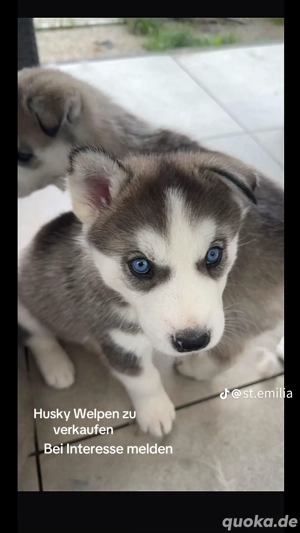 husky welpe reinrassig Bild 2