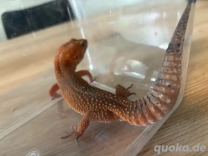 leopardgecko weibchen 