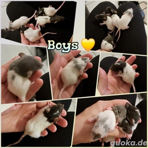 Super süße Ratten Babys Farbratten Jungs zahm und kinderlieb 
