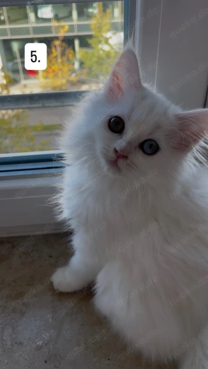 Süße Maine Coon Perser Kätzchen abzugeben   geb. 06.08.2025