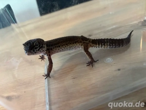 leopardgecko natur  blacknight  Bild 2