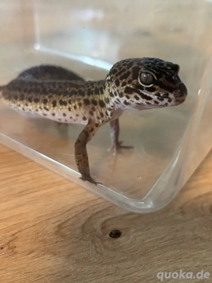leopardgecko natur  blacknight  Bild 3