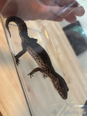 leopardgecko weibchen blacknight msbn eclipse  Bild 3